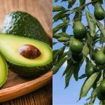 Avocado Cultivation tips