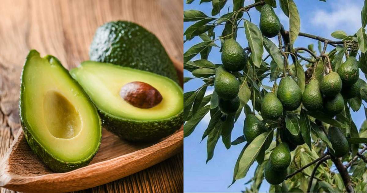 Avocado Cultivation tips