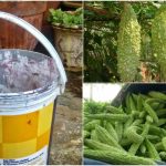 Bitter guard krishi using old bucket