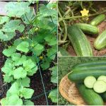 Cucumber Krishi easy tips