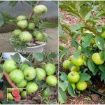 Guava air layering tips