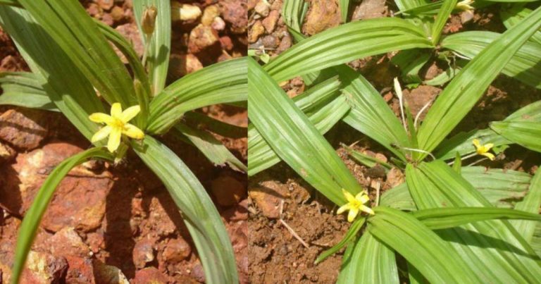 Nilappana plant benefits