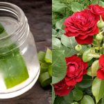 Rose plant care using aloevera