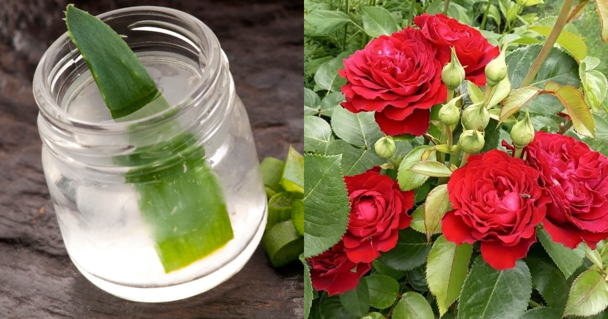 Rose plant care using aloevera