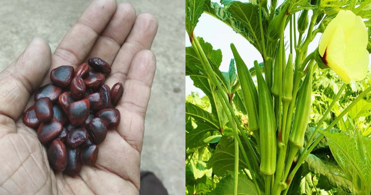 Vendakka krishi using pulinkuru