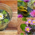 Water Lilly cultivation in tea cup