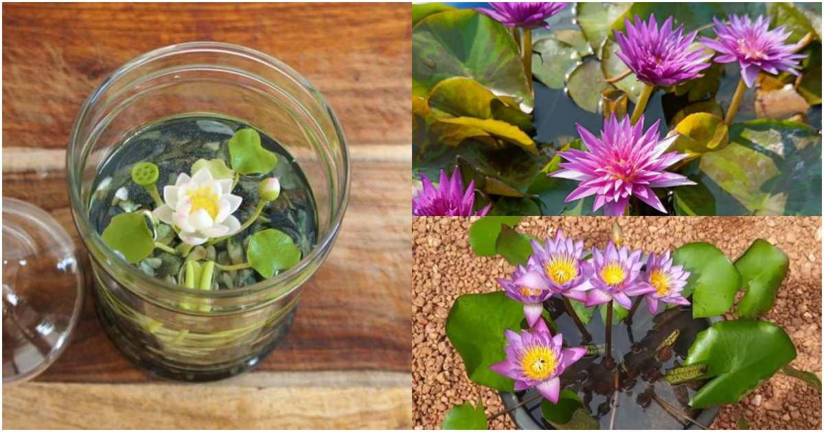 Water Lilly cultivation in tea cup