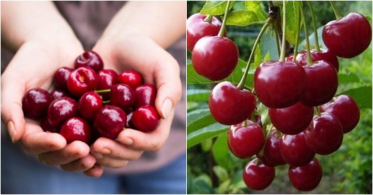 Cherry fruit Health benefits