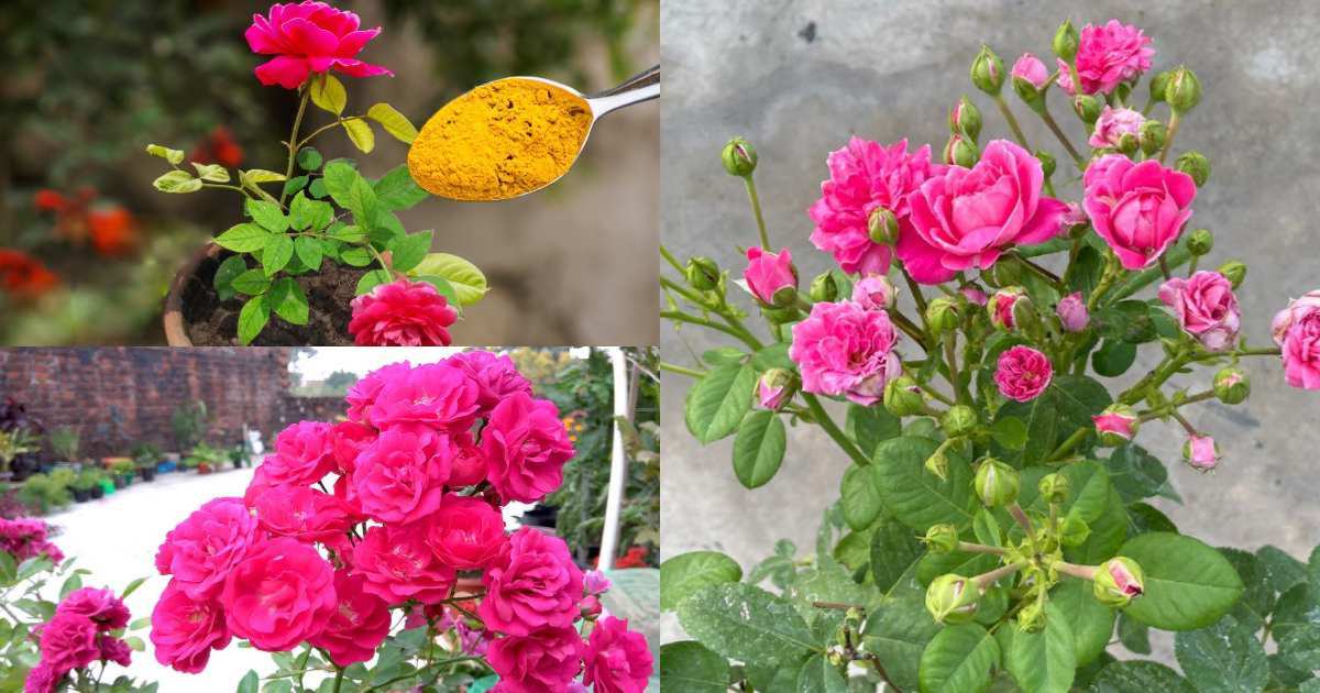 Rose Gardening easy Tips