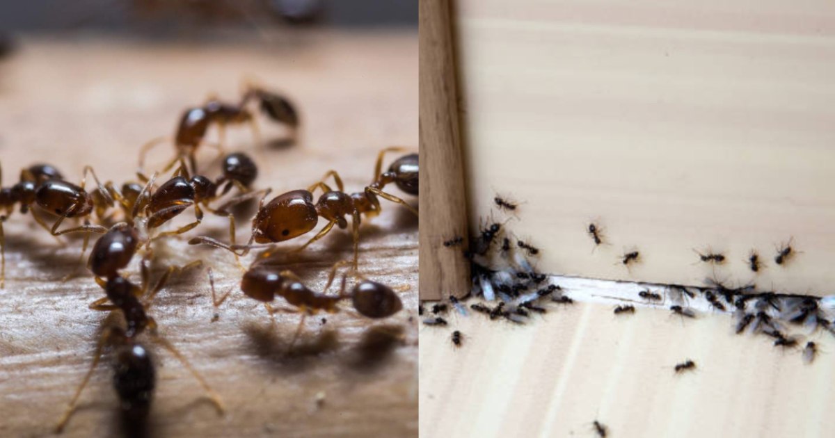 Ants coming in your home