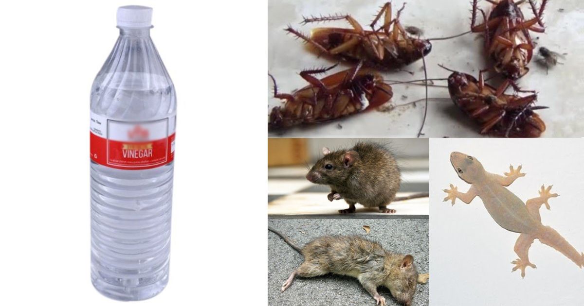 Easy Tips to Get Rid Of Pests Using Vinegar