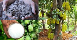 Jackfruit Cultivation Tips Using Salt and ash tips