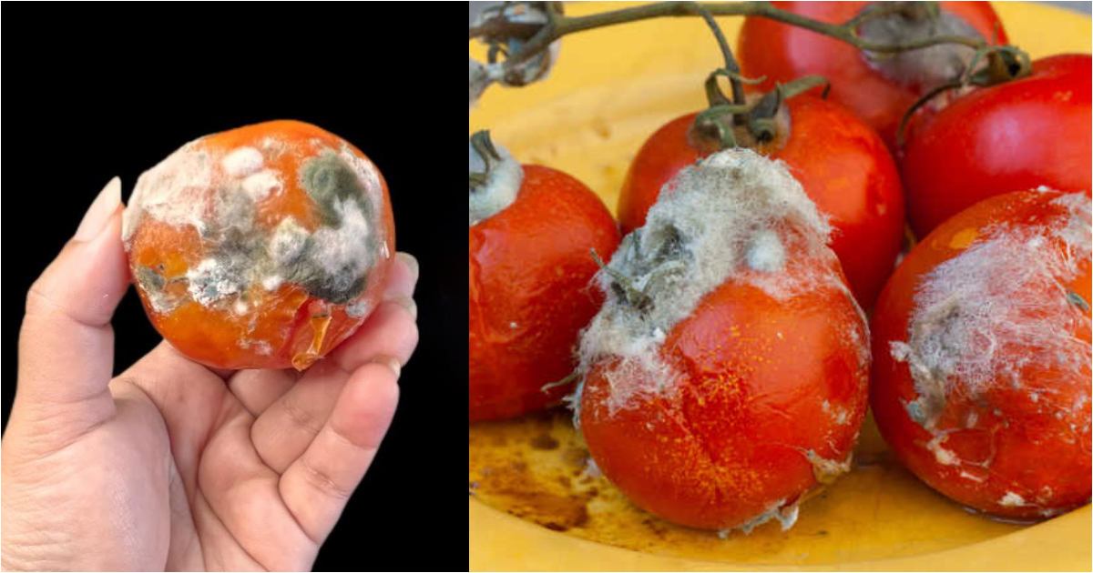Tips to reuse Tomato waste
