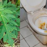 Bathroom cleaning using papaya leaf