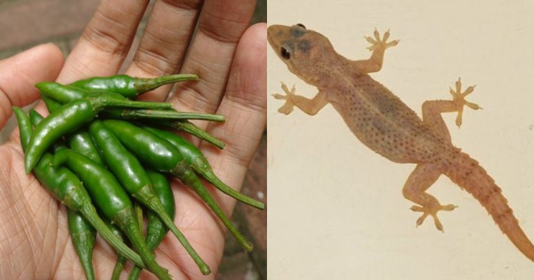Get Rid Of Lizards Using Green Chilly