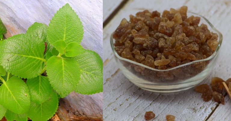 Panikurkka leaf and panamkalkandam for cough