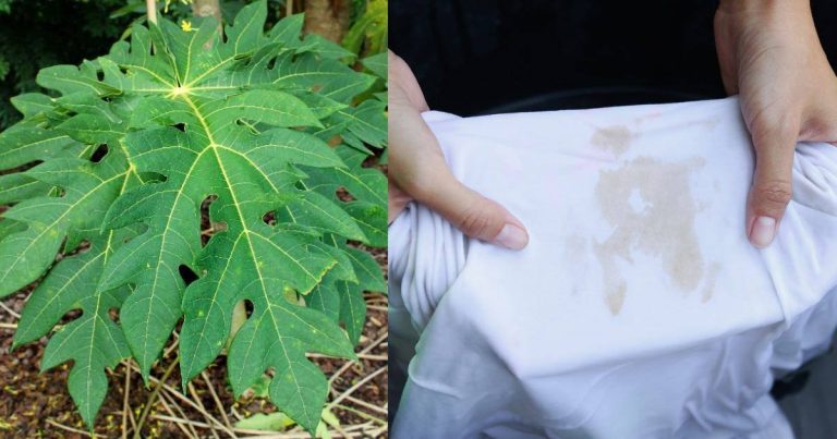 Stain Removal Tips Using Papaya Leaf