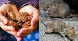 Tips To Get Rid of Rats using Jaggery
