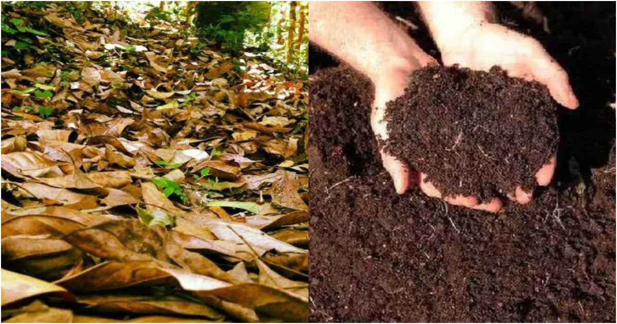 Tips to make Compost