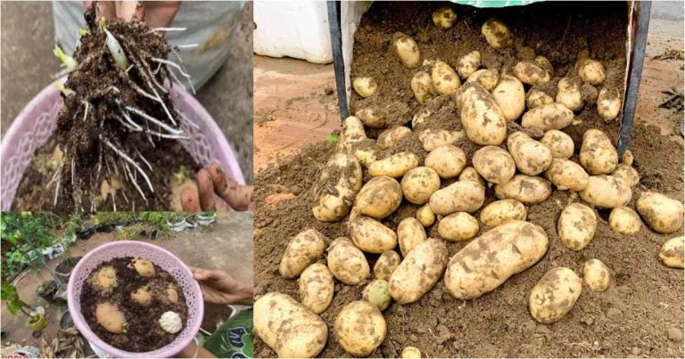 Tip to grow potatoes easily in container