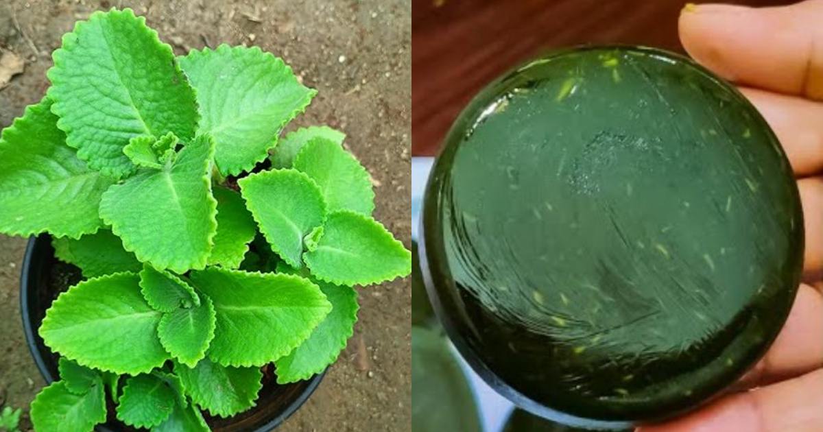 Panikkorkkayila Ayurvedha Soap making