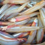 Special Netholi fish curry