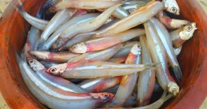 Special Netholi fish curry