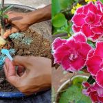 Adenium Plant Detailed care tip