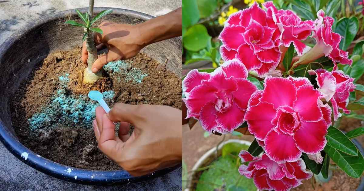 Adenium Plant Detailed care tip