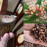 Clove Cultivation Using Coconut Shell
