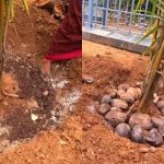 Coconut tree fertilization