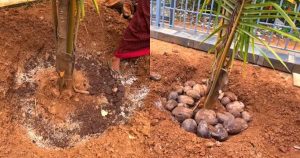 Coconut tree fertilization
