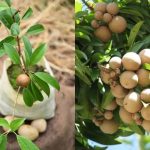 Sapotta Farming tricks