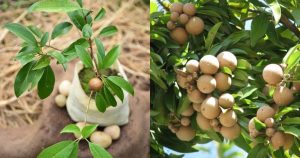 Sapotta Farming tricks