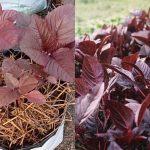 Complete cheera krishi tips