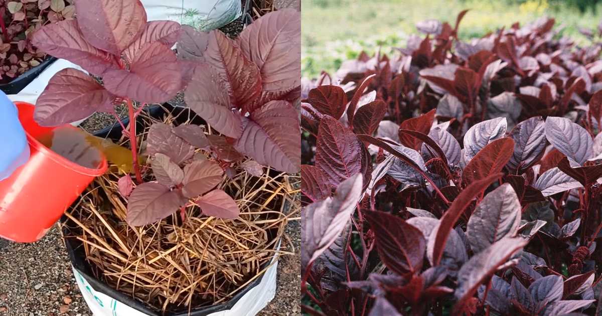 Complete cheera krishi tips