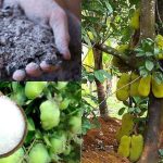 Jackfruit Cultivation Tips Using Salt