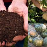 Mathanga krishi easy Care Tips