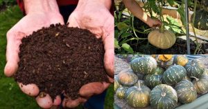 Mathanga krishi easy Care Tips