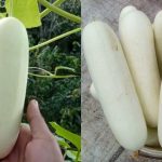 Salad Vellari Cultivation tips