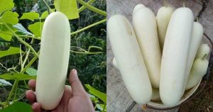 Salad Vellari Cultivation tips